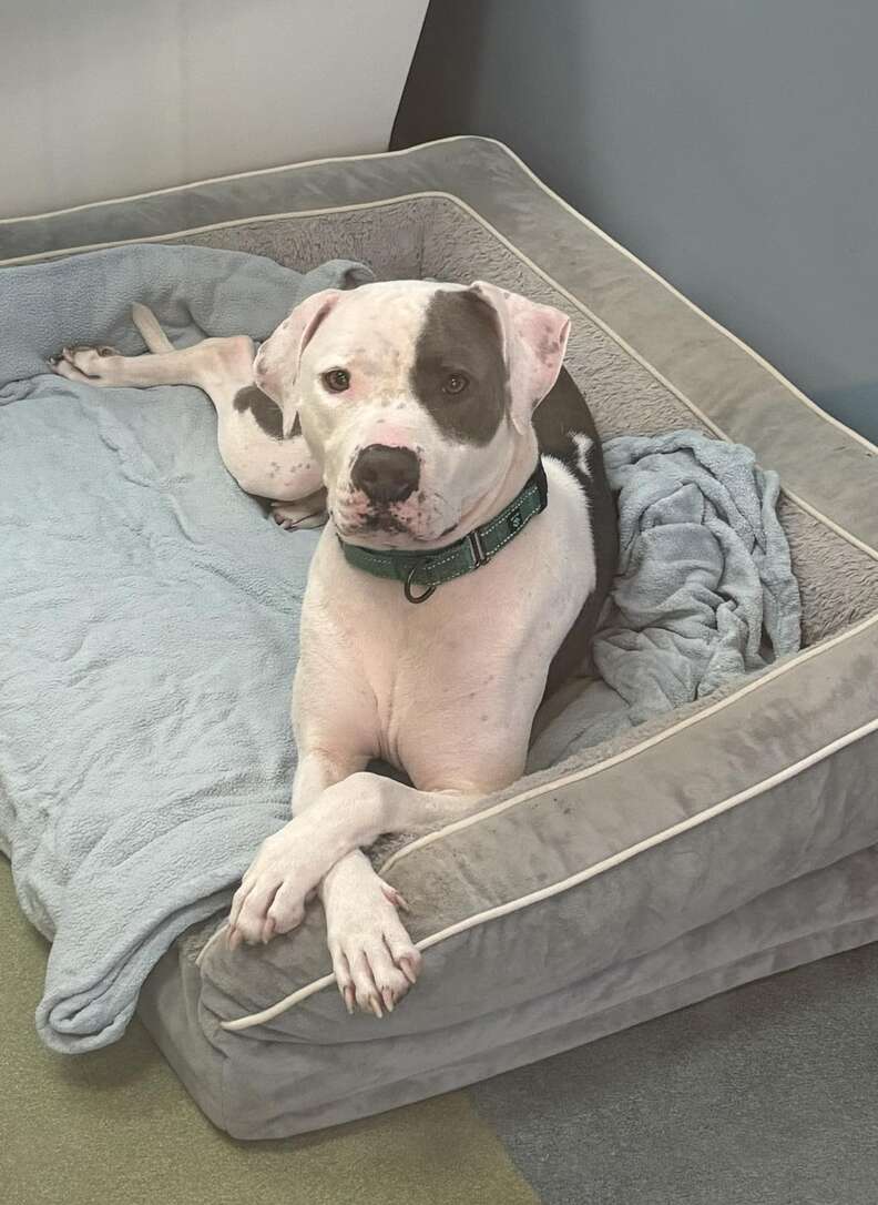 shelter dog sitting in dog bed with his paws crossed