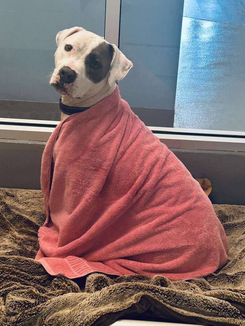 dog wrapped in a blanket