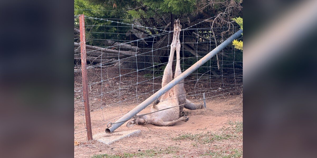 Driver Sees Huge Animal Trapped Upside Down In Fence And Screeches To A ...