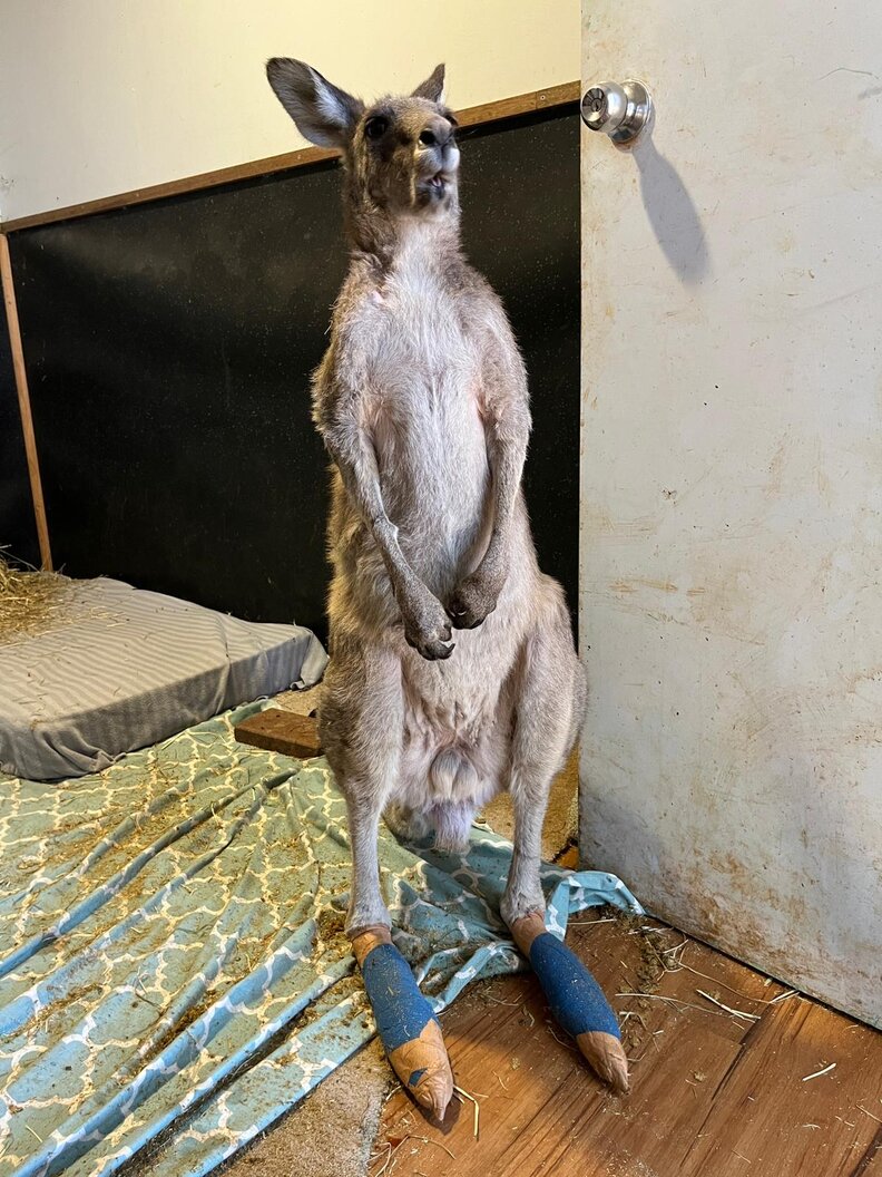kangaroo standing up with bandages on his feet