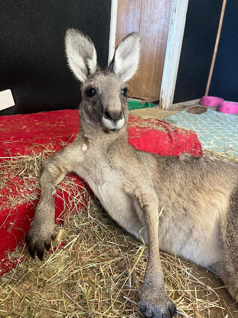 kangaroo lounging in hay