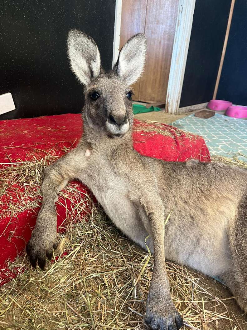 kangaroo lounging in hay