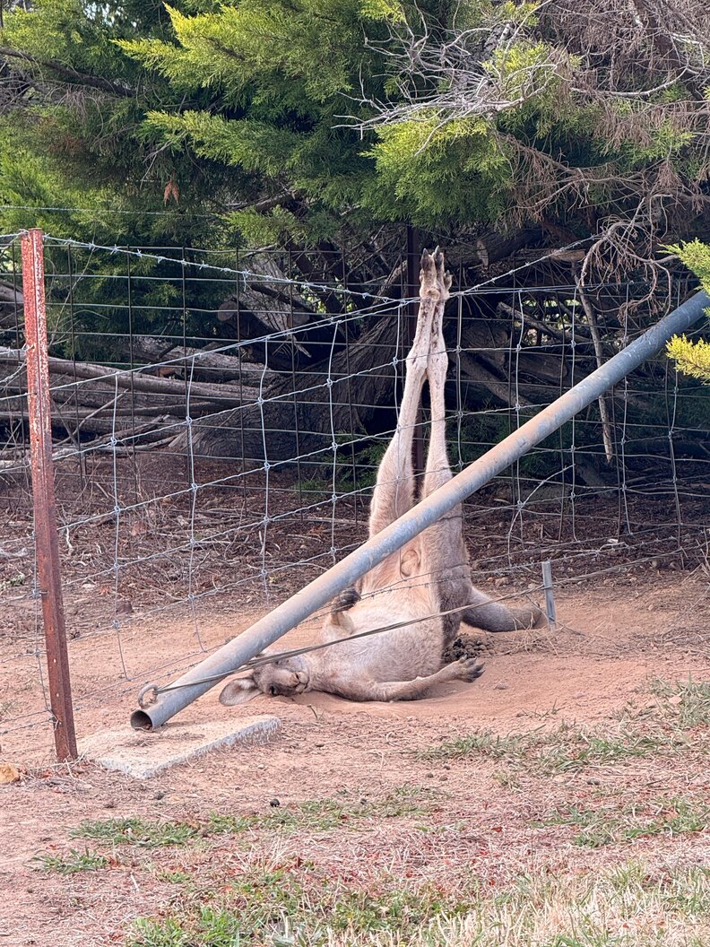 kangaroo hanging from a fence