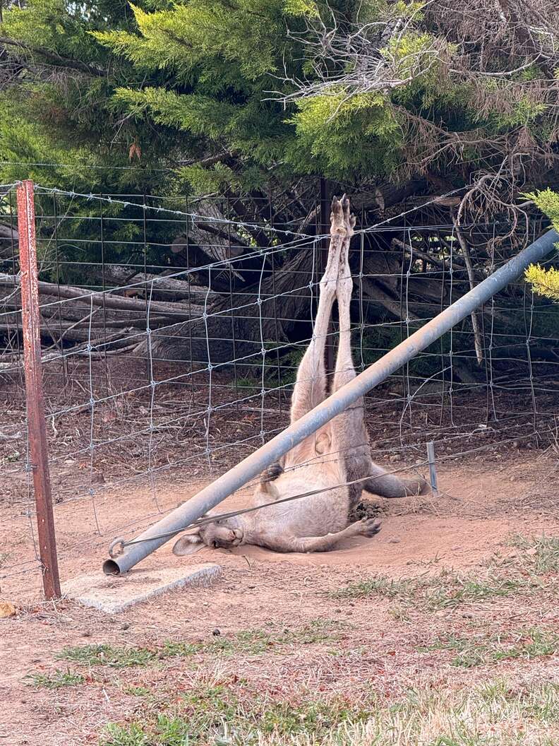 kangaroo hanging from a fence