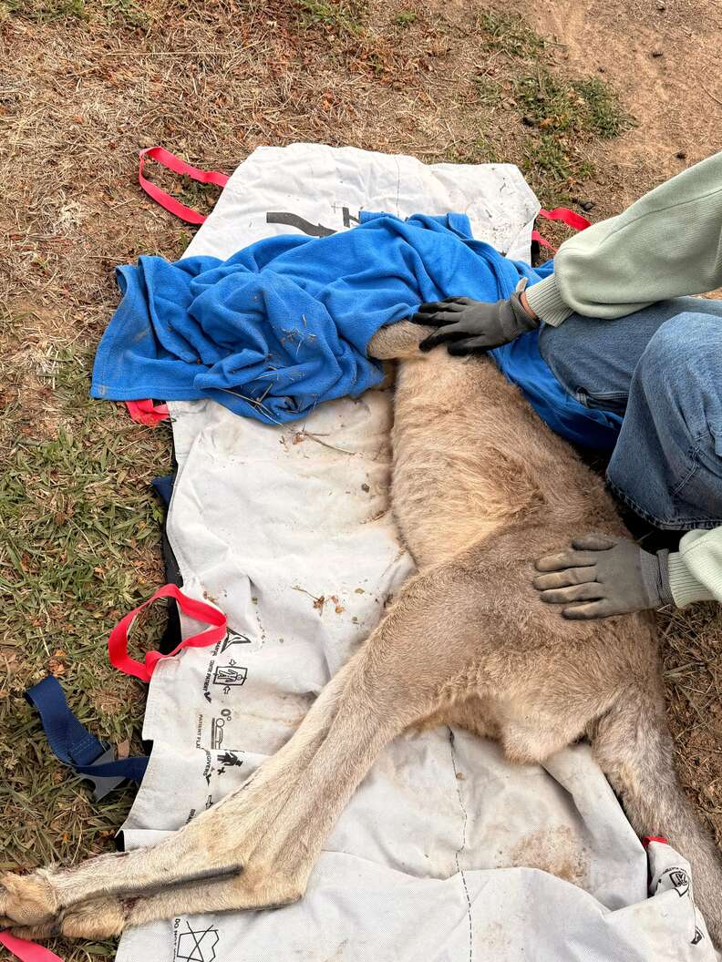 kangaroo lying on ground after being rescued
