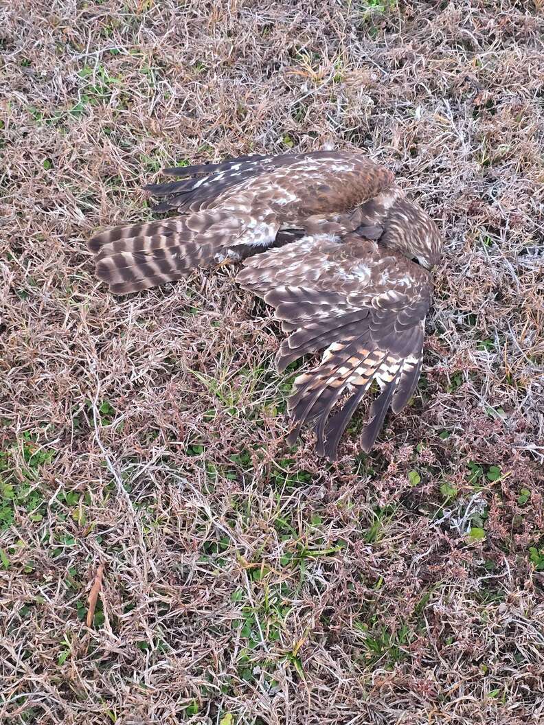 Hawk Helps Rescuer Stops To Help A Hawk On The Ground — And Finds Something Around ...