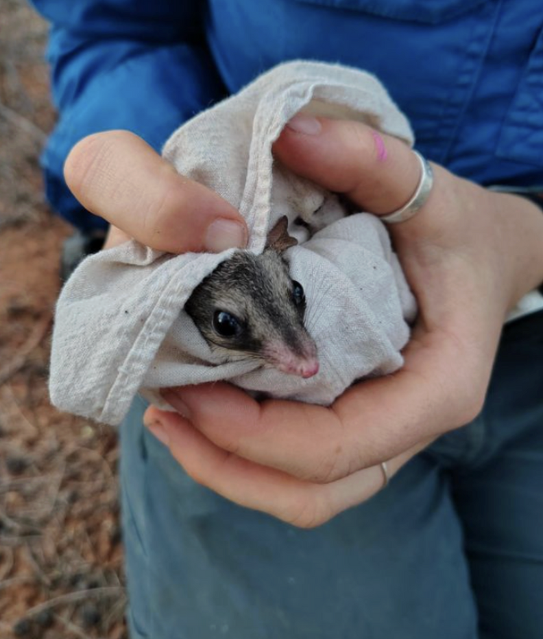 rare animal wrapped in towel