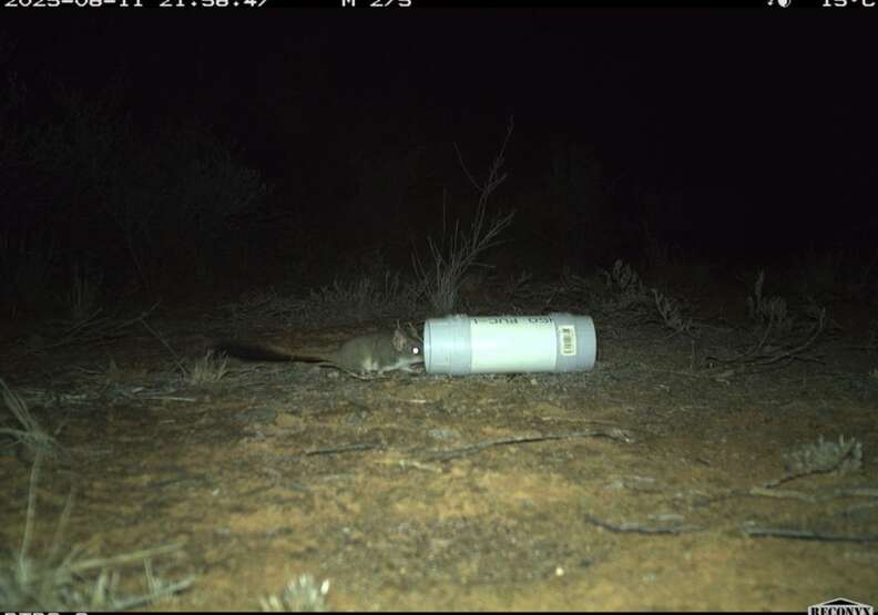 rare animal on hidden camera