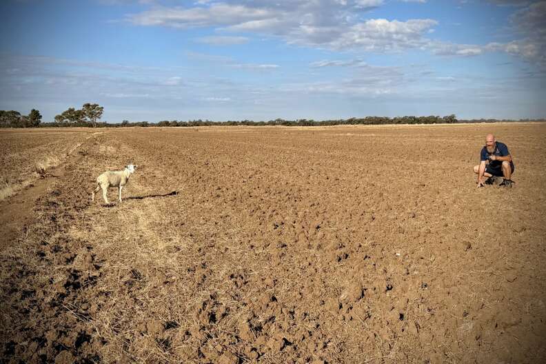 Sheep Getting Lost Lost Traveler Spots 'Small White Figure' On Roadside And Ends Up Saving ...