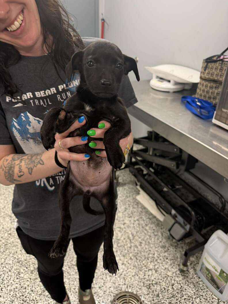 puppy being held by rescuer