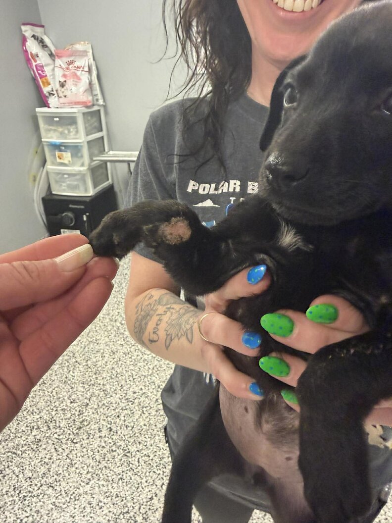 puppy being held by rescuer