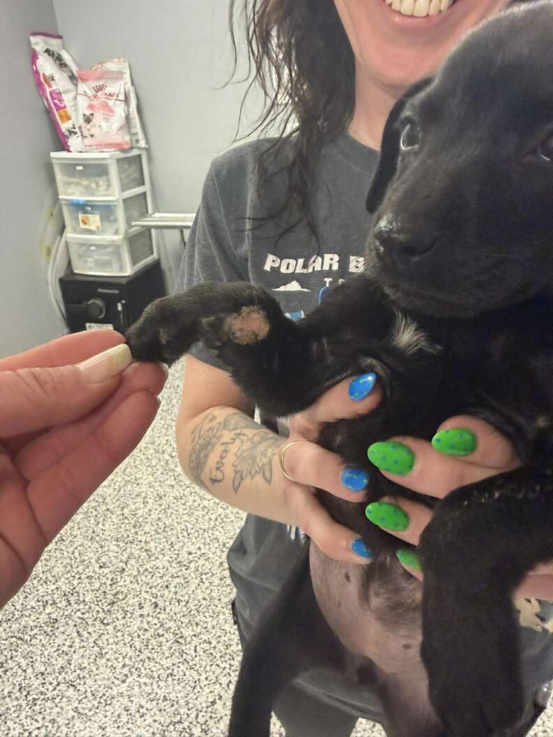 puppy being held by rescuer