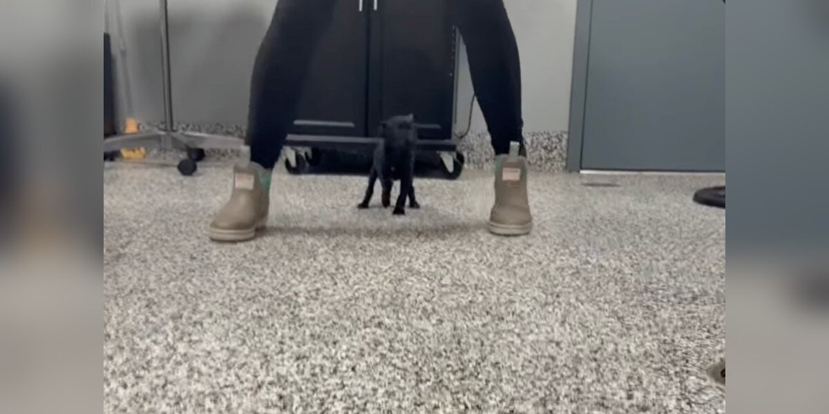 Tiny Puppy Abandoned In A Box Is A Little Different — But It Can't Slow ...