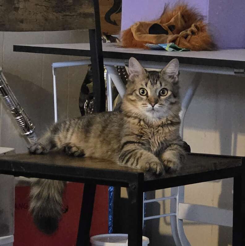 Toasty the sweet and mellow cat