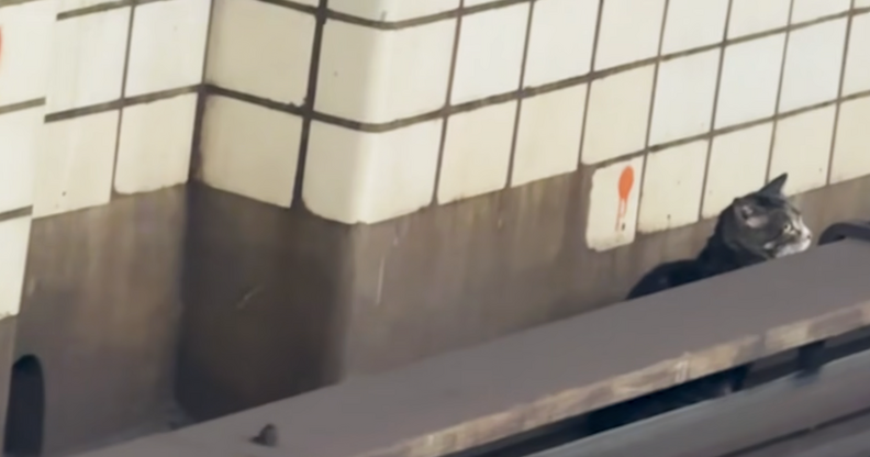 猫が地下鉄の線路にいる様子