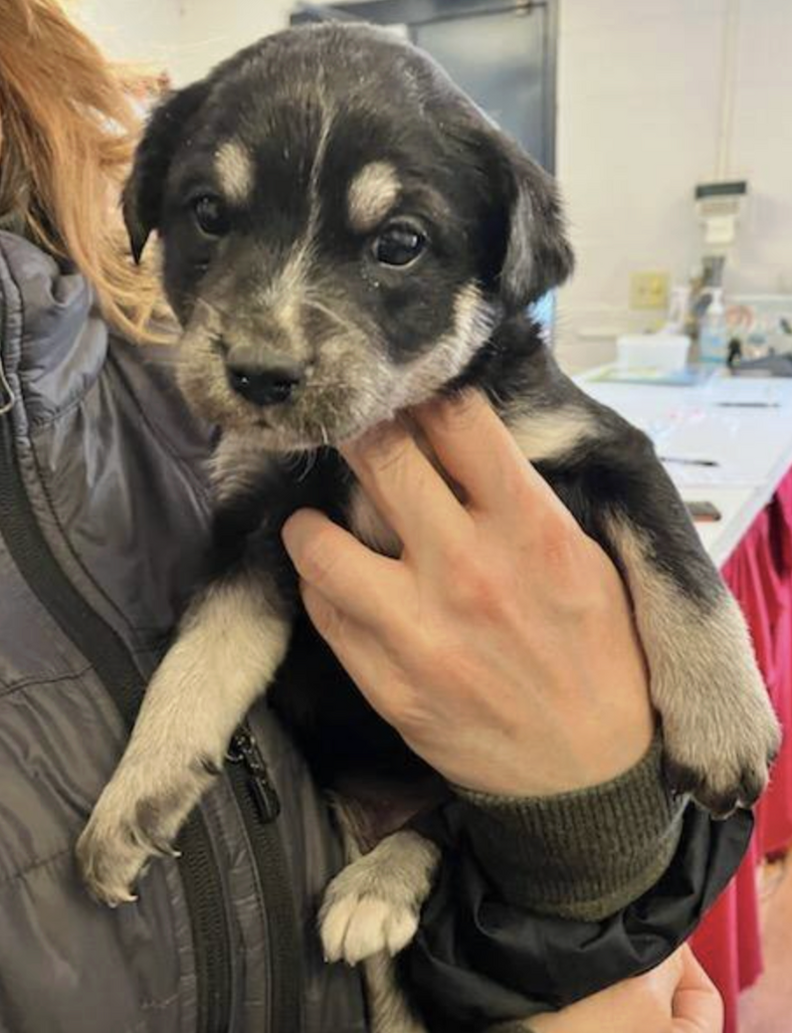 優しそうな子犬