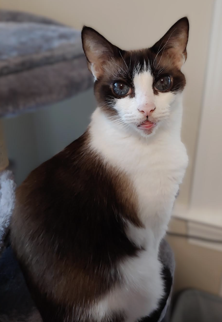 ガーネットの美しい目