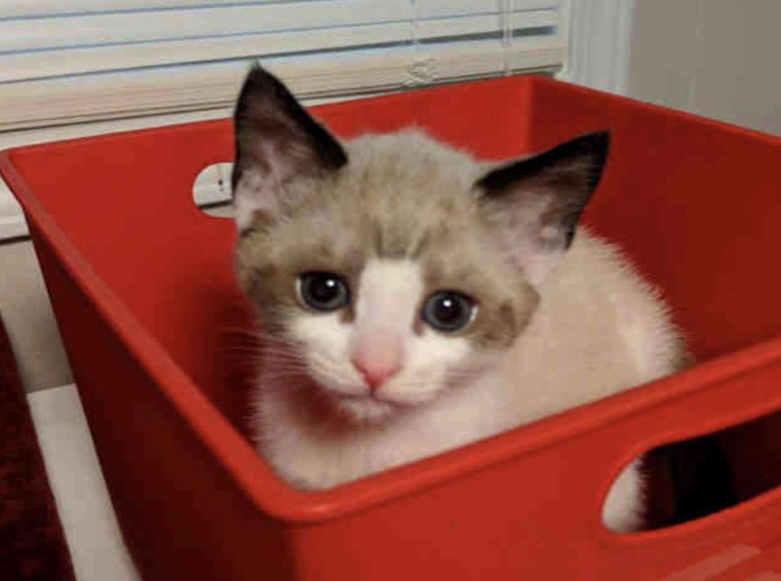 Cat With ‘Alien’ Eyes Is Unlike Anything Shelter Staff Has Ever Seen ...