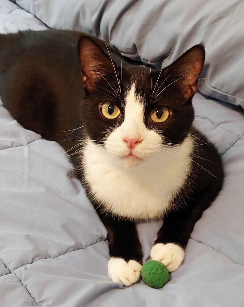 Santiago the cat with greenish eyes