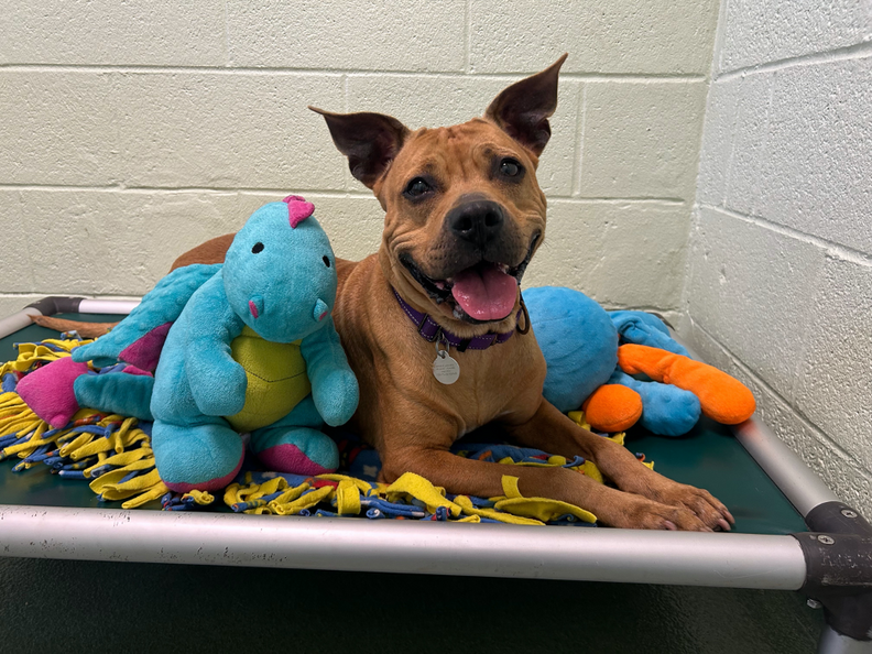 ロクシーの笑顔