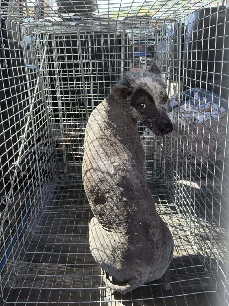 トラップの中のPitzen