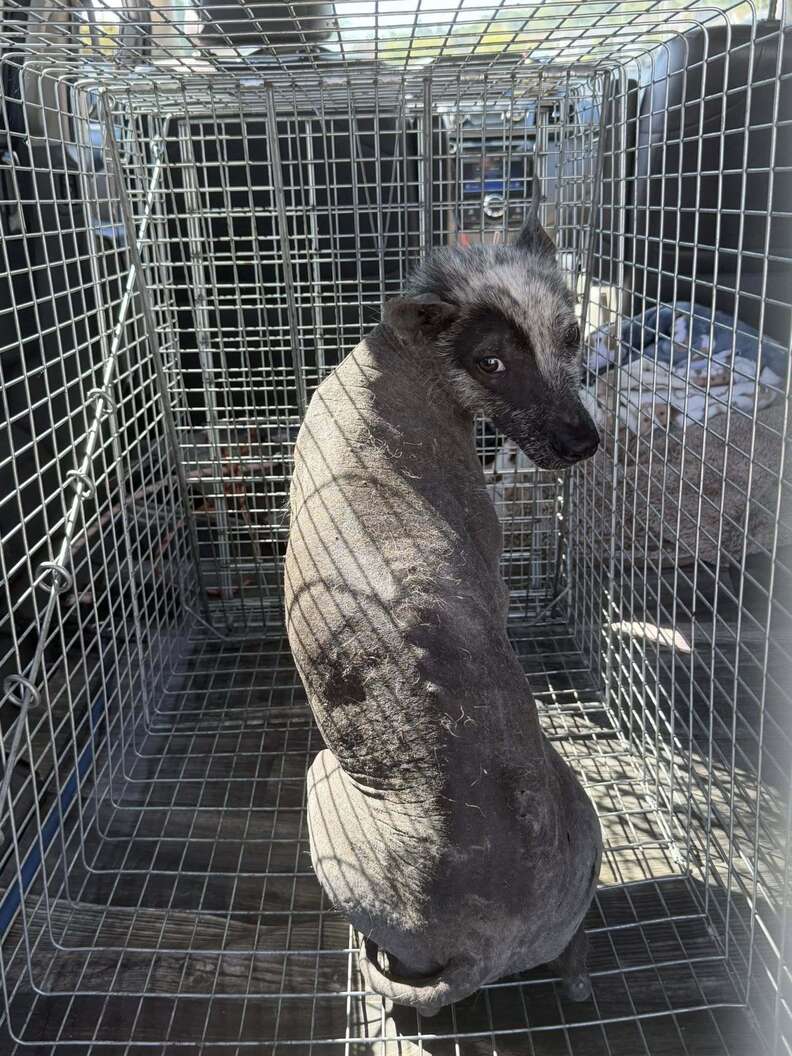 トラップの中のPitzen