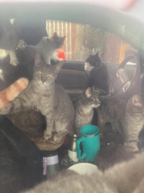 Car window showing a lot of cats inside a car