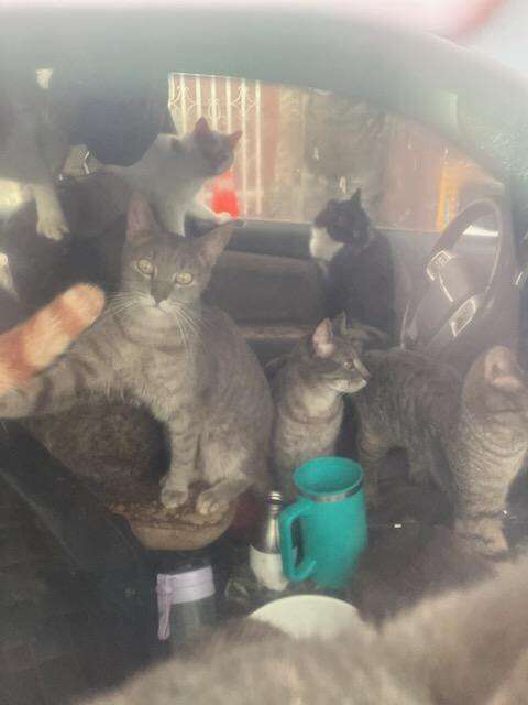 Car window showing a lot of cats inside a car