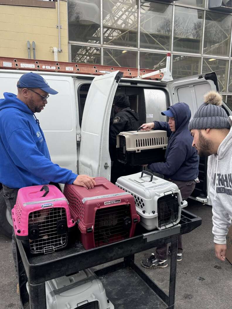 Cats rescued from a car