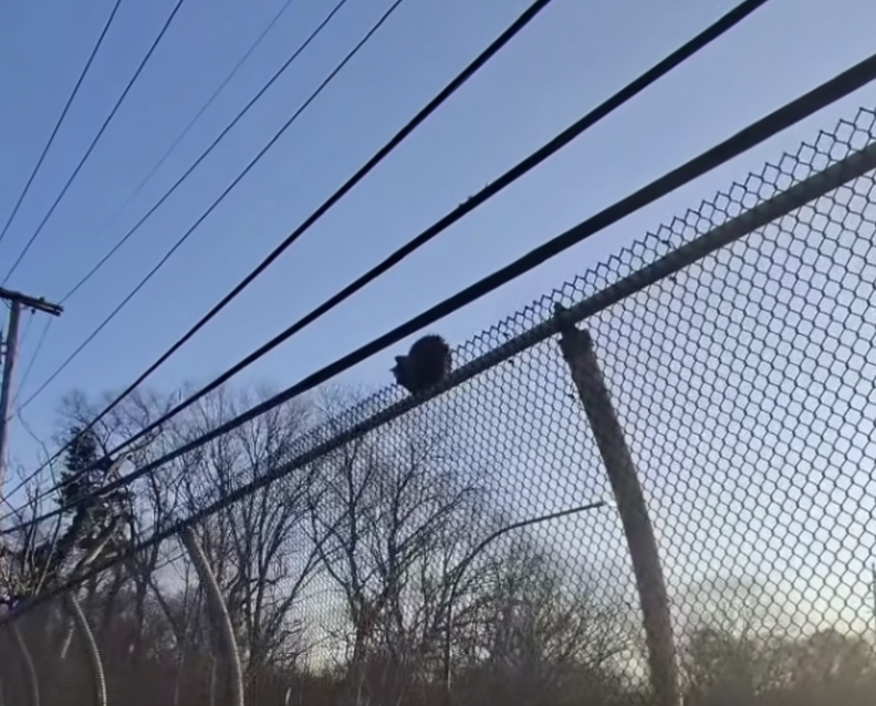 Fuzzy kitten on an overpass