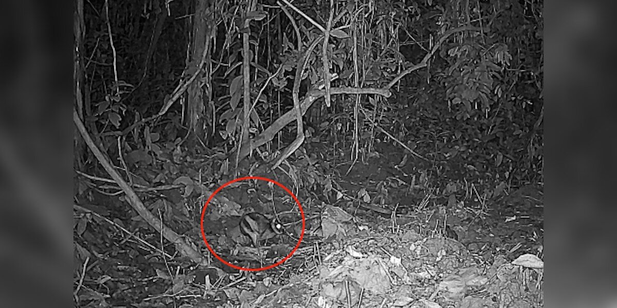 Yellow Rabbit Camera Footage They Set Up Cameras In A Remote Mountain Range And Found The World's ...