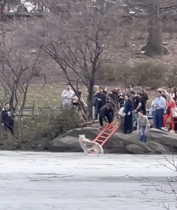 犬が救出された瞬間