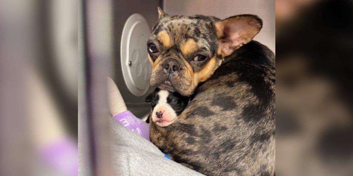 Grieving Mama Dog’s Instincts Take Over When Orphaned Babies Arrive At ...