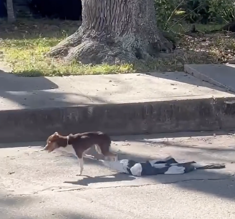 A Chihuahua runs in the street with a piece of clothing stuck to his paw.