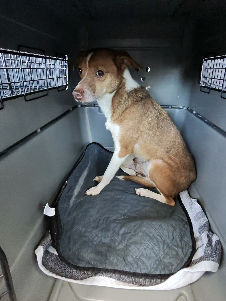 A tan and white dog looks scared sitting in the back of a gray pet carrier.