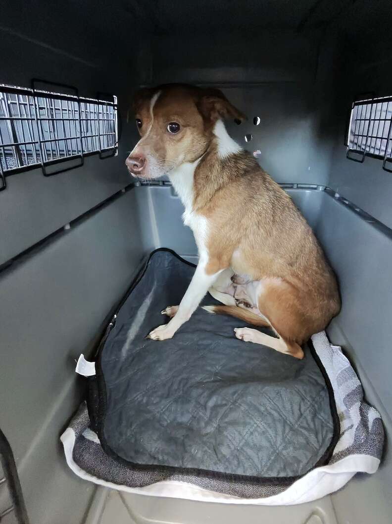 A tan and white dog looks scared sitting in the back of a gray pet carrier.