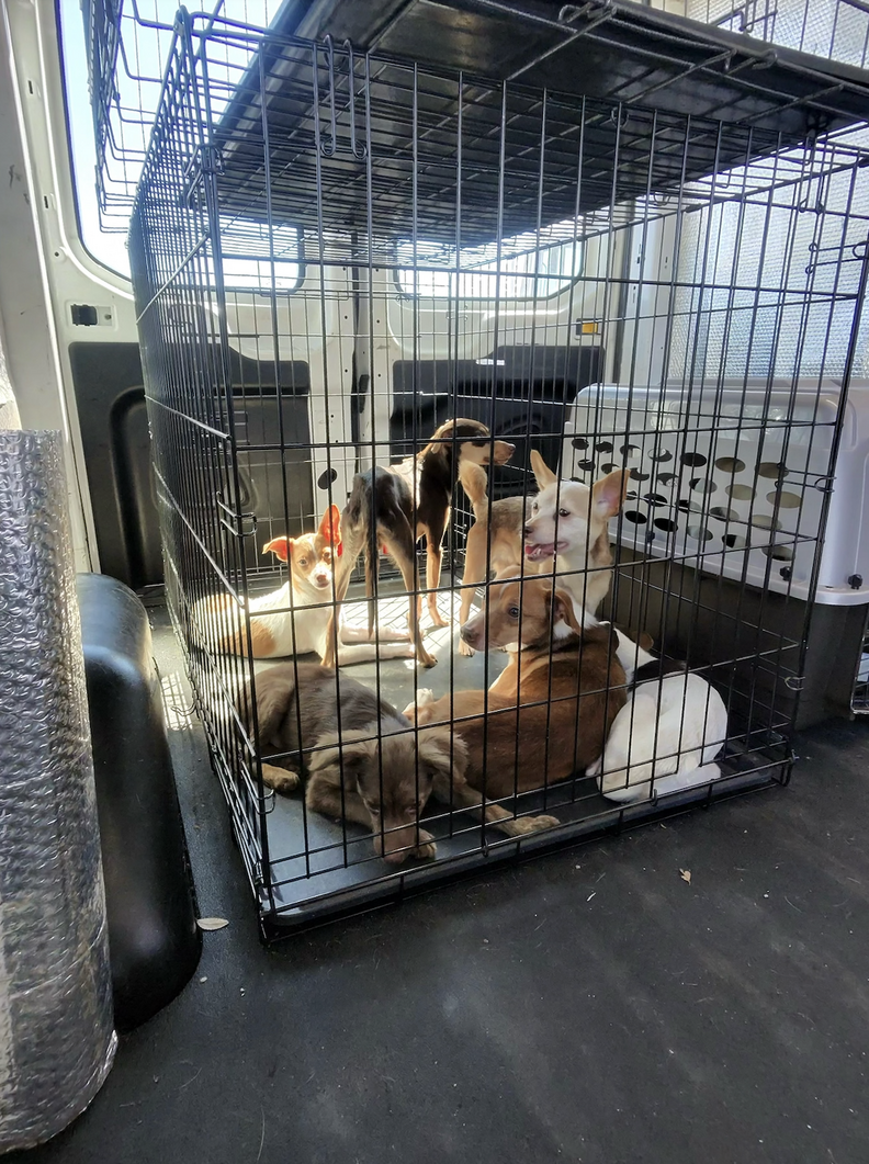 Six Chihuahuas in a cage in the back of a transport van.