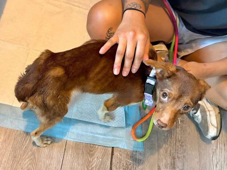 A person pets a skinny brown Chihuahua with big brown eyes.