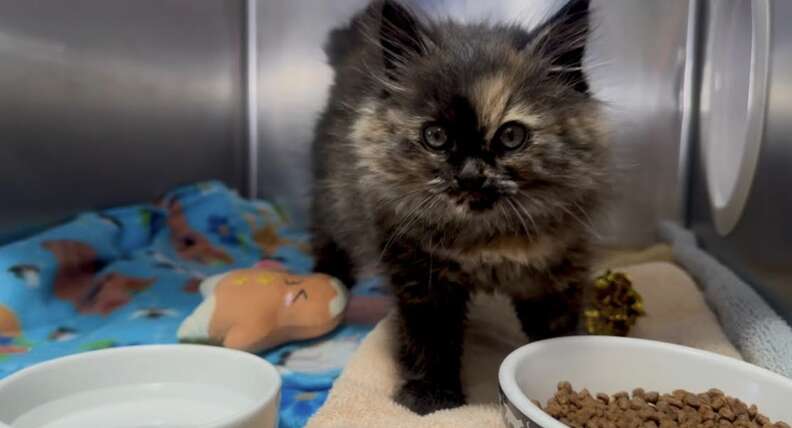 Zoe the kitten looking playful
