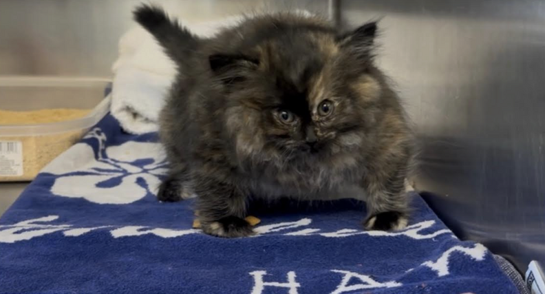 puffed up kitten filled with air