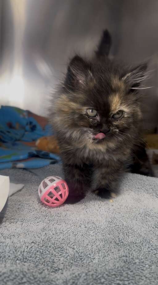 cute kitten playing with ball