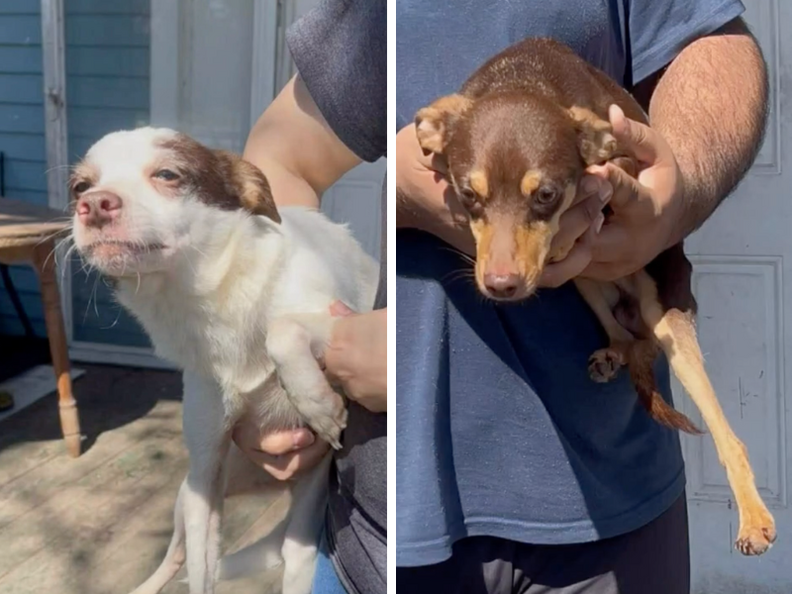Two Chihuahua puppies being carried out of a house in a person's arms.