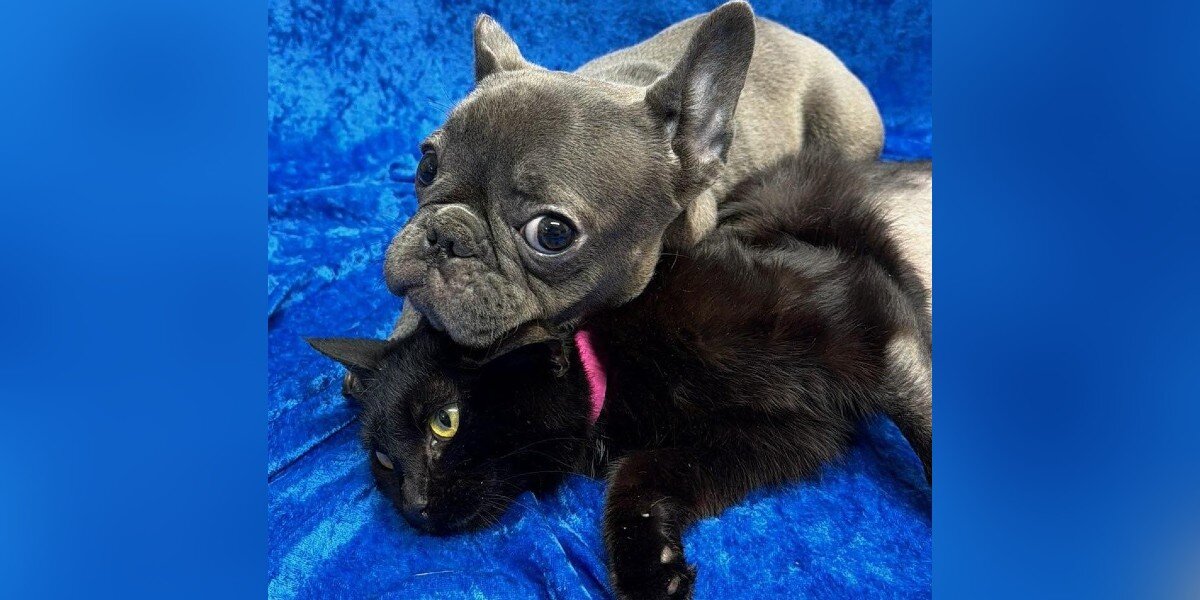 Three-Legged Puppy Meets A Kitten Just Like Him — And Immediately Feels Less Alone