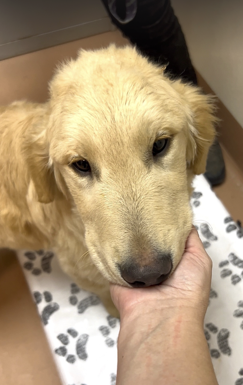 adorable golden retriever puppy