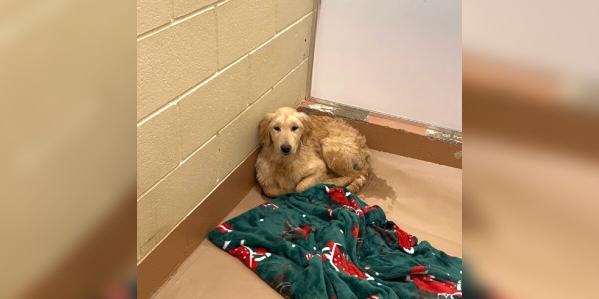 Golden Puppy Shakes In His Shelter Kennel After Being Dumped Without Explanation