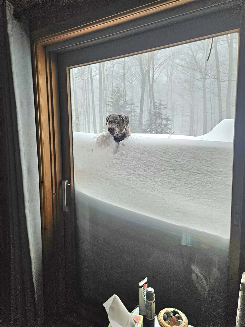 Devoted Dog Trudges A Quarter Mile Through Snow — Just To See His