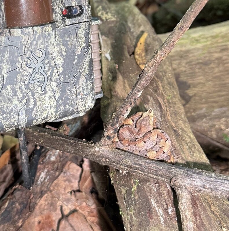 snake next to a trail camera