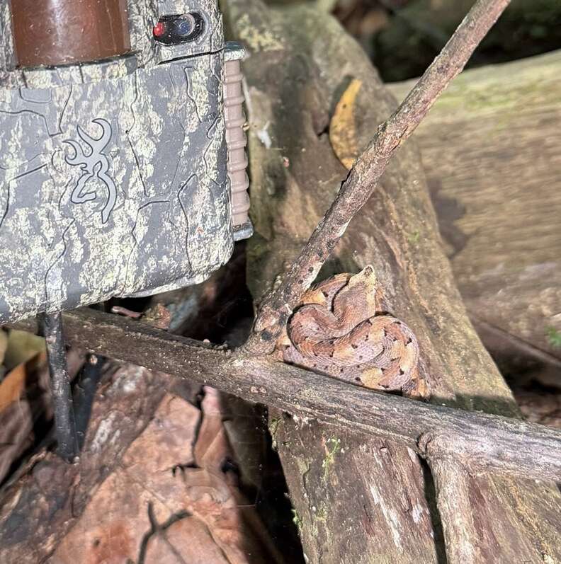 snake next to a trail camera