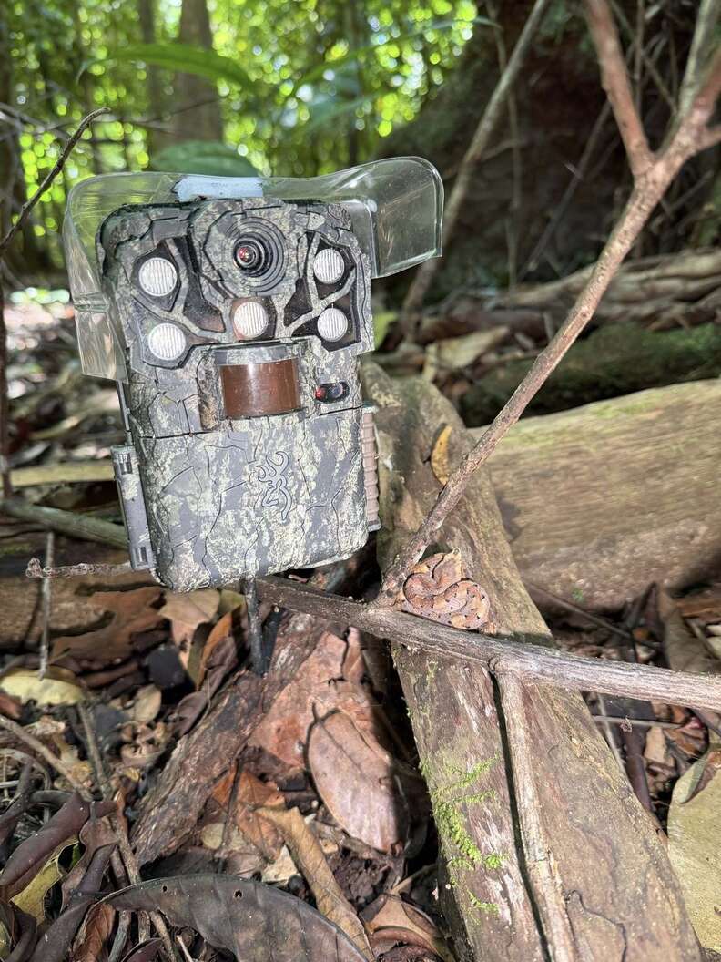 trail camera