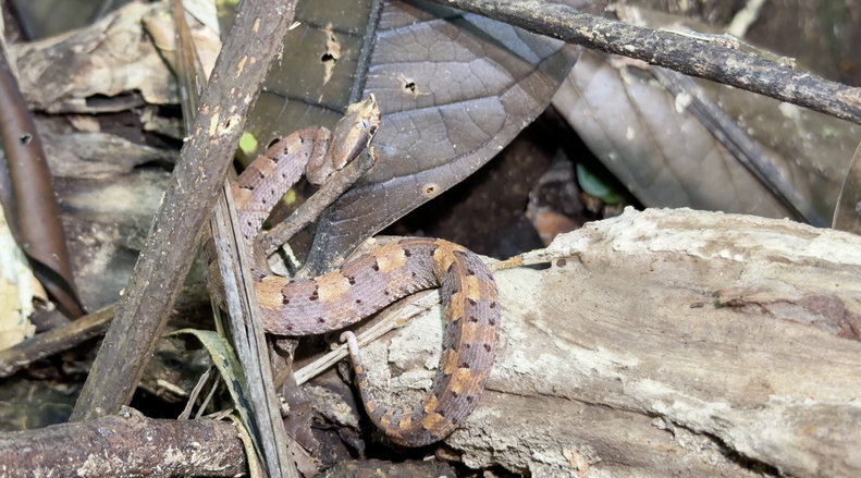 snake in the jungle